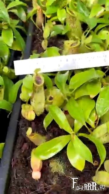 Непентес Spathulata * Ampullaria (BE-3881)