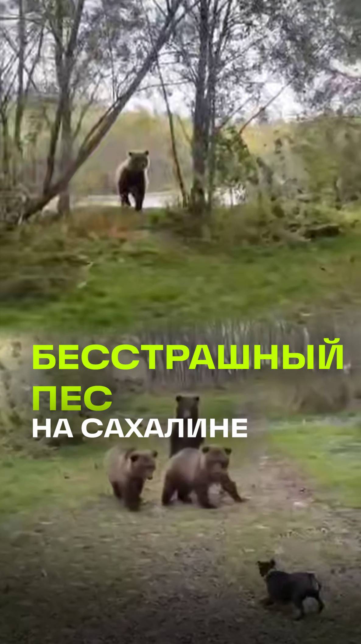 Ничего не страшно: на Сахалине собака подразнила медвежат