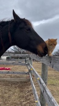 VID_20251009_081454_448.mp4