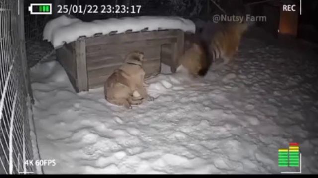 Настоящие друзья.