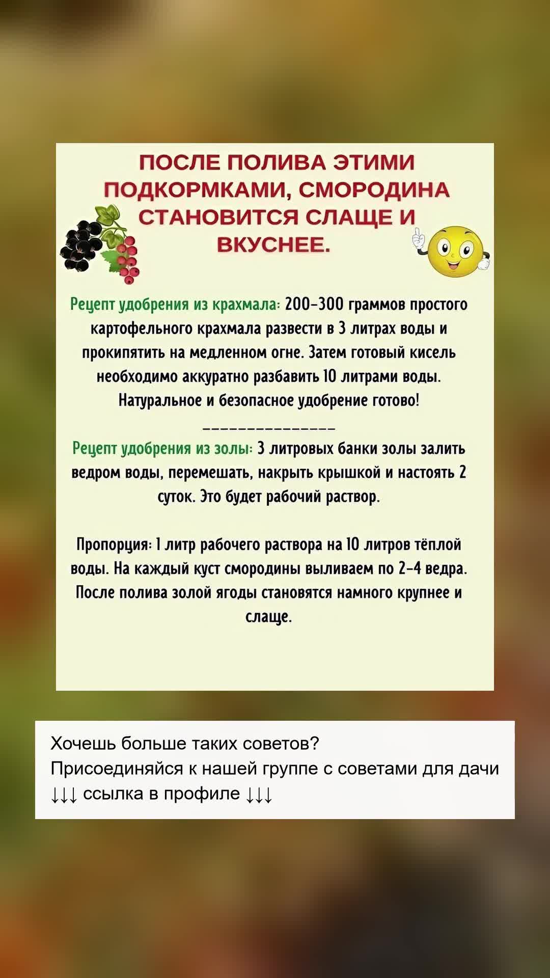 Как сделать смородину слаще: секретные подкормки