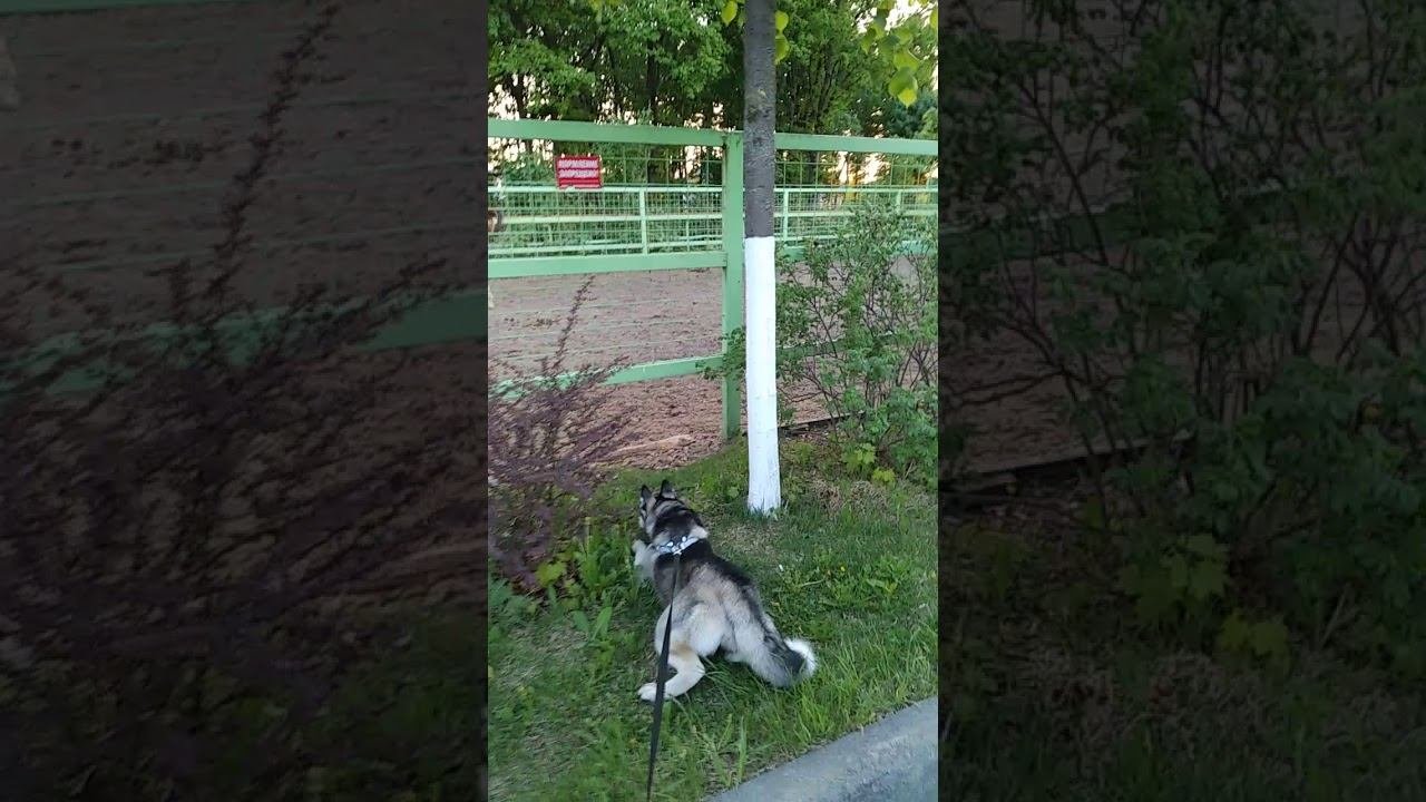 Хаски и лошадь