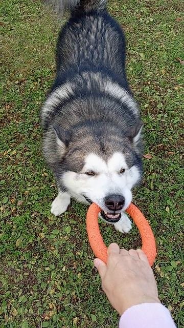Я сильнее, ты зубастее 😂🐾🐺❤️ #маламут #собака #malamute #животные VID_20251009_155420