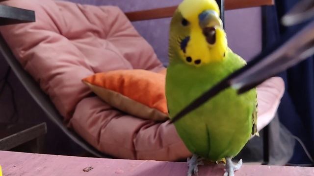забавные Птичкины красавчики попугайчики и их любимое кресло