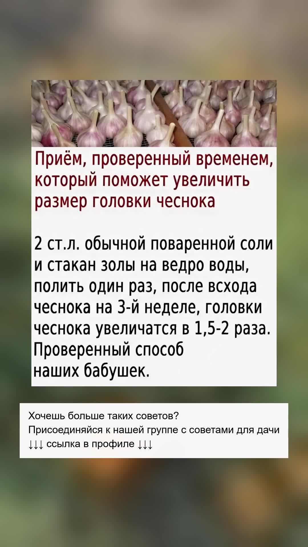 Секрет увеличения урожая чеснока