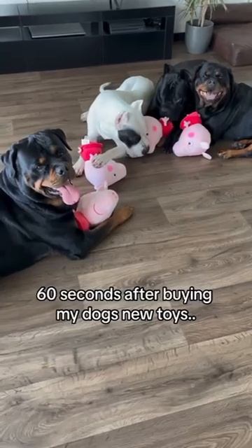 Новые игрушки через минуту
