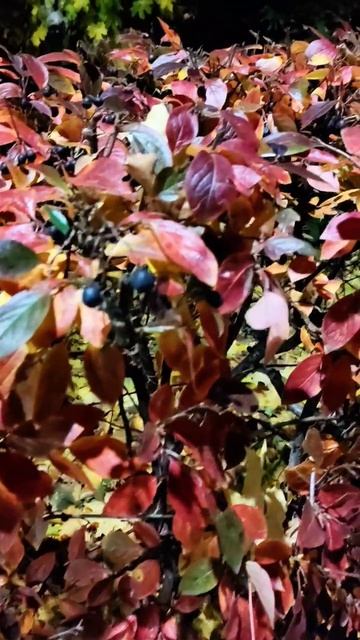 Вечерняя осень 🍂