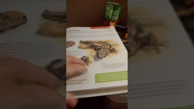 какие животные жили до динозавров и после динозавров