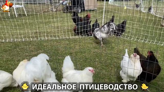 Идеальное птицеводство достойно восхищения 🐓🦆🦢🦚🦃🐔 эпизод (364)