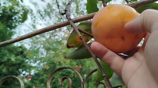 Урожай хурмы