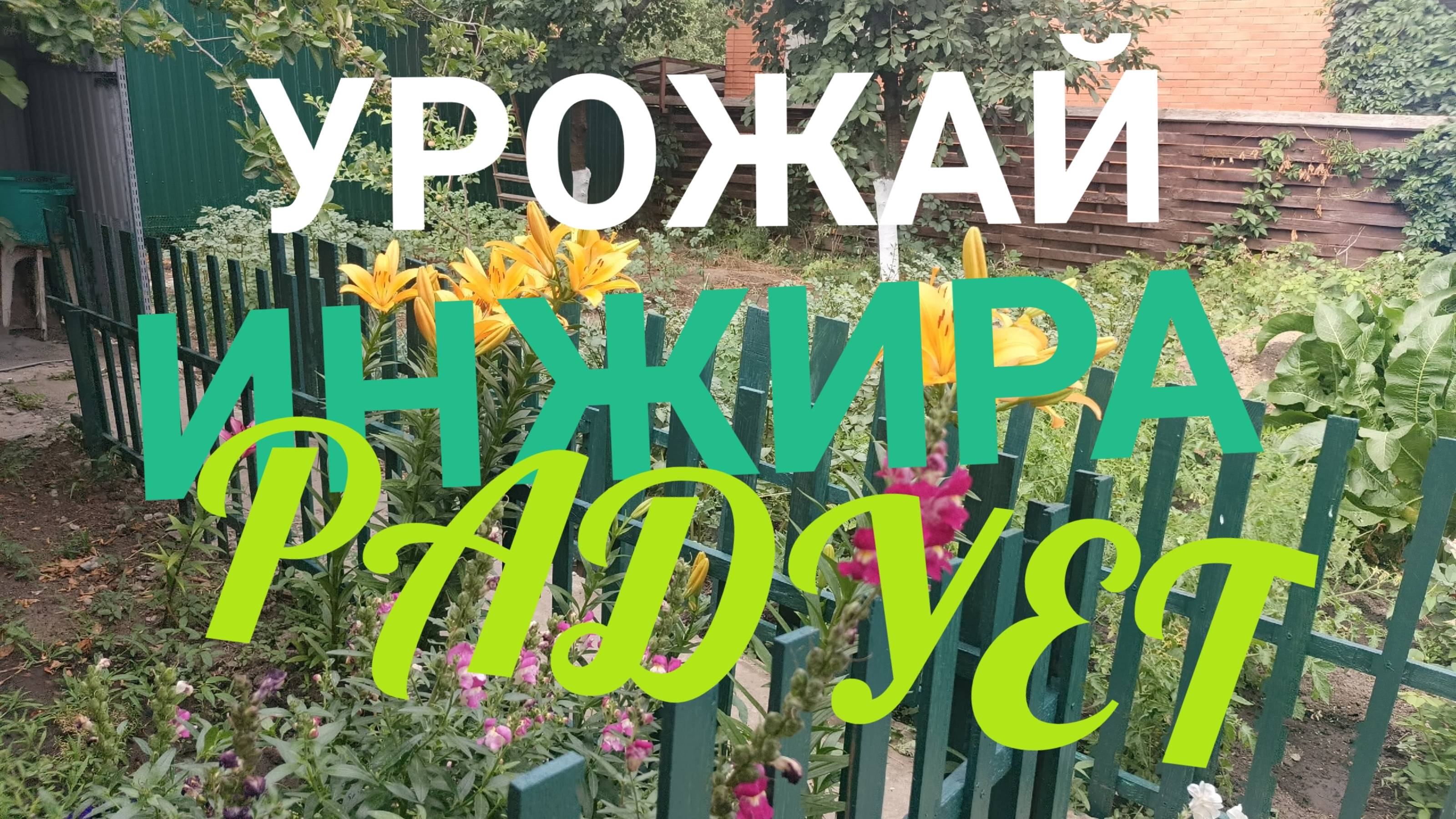 УРОЖАЙ ИНЖИРА В РОСТОВЕ РАДУЕТ! ДАЧНЫЕ ДЕЛА