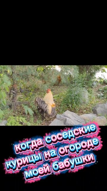 Чикен пати 🐔🪩🐔