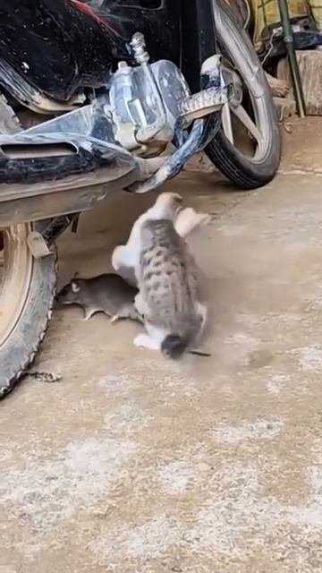 Ты - не ты, когда голоден