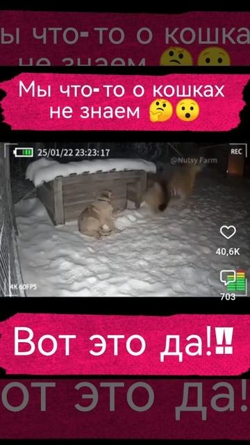 Кот