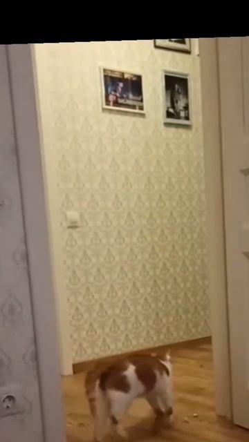 Подготовка голкипера сборной по котофутболу 😼