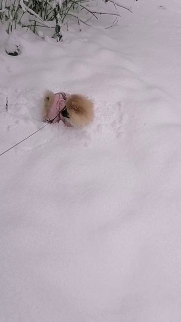 Малышка Мышка с первым снежком.