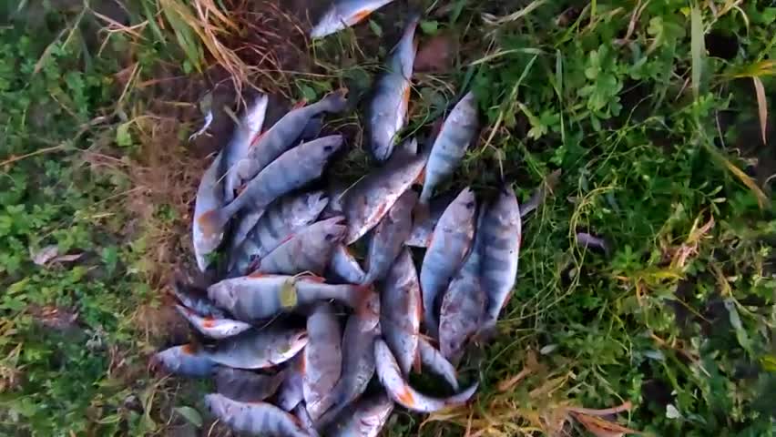 Пробежался вечерком со спиннингом по кустам взабродку.
