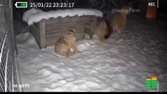 Кот спас собаку