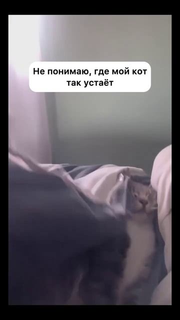 Пока ты там прохлаждаешься на работе, у кота дома много дел