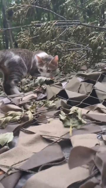 СВО ПОЛНОЕ ВИДЕО ЖМИ👈