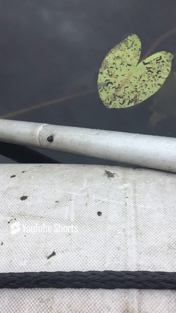 Ленинградская область. Хвойное. 04.07.2024. Жук усач. Погостил, пора домой