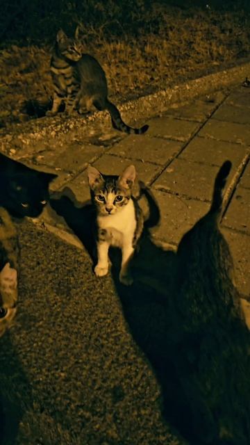 Севастопольские котейки