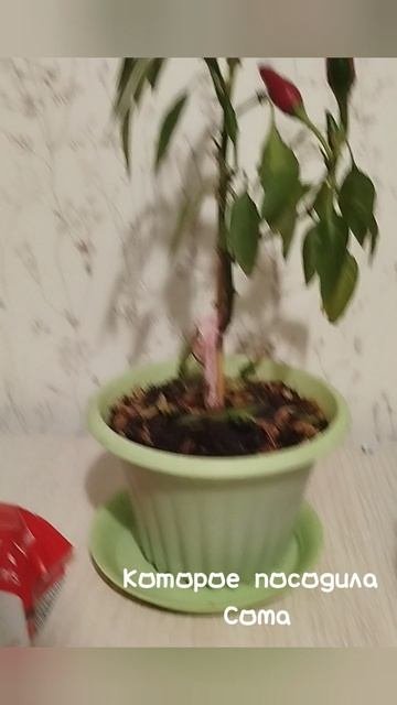 моё любимое растение 🪴🌶️