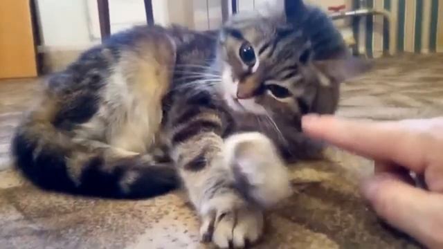 Кося в непонятках