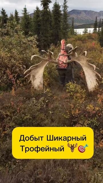 Трофейный Лось 🎯