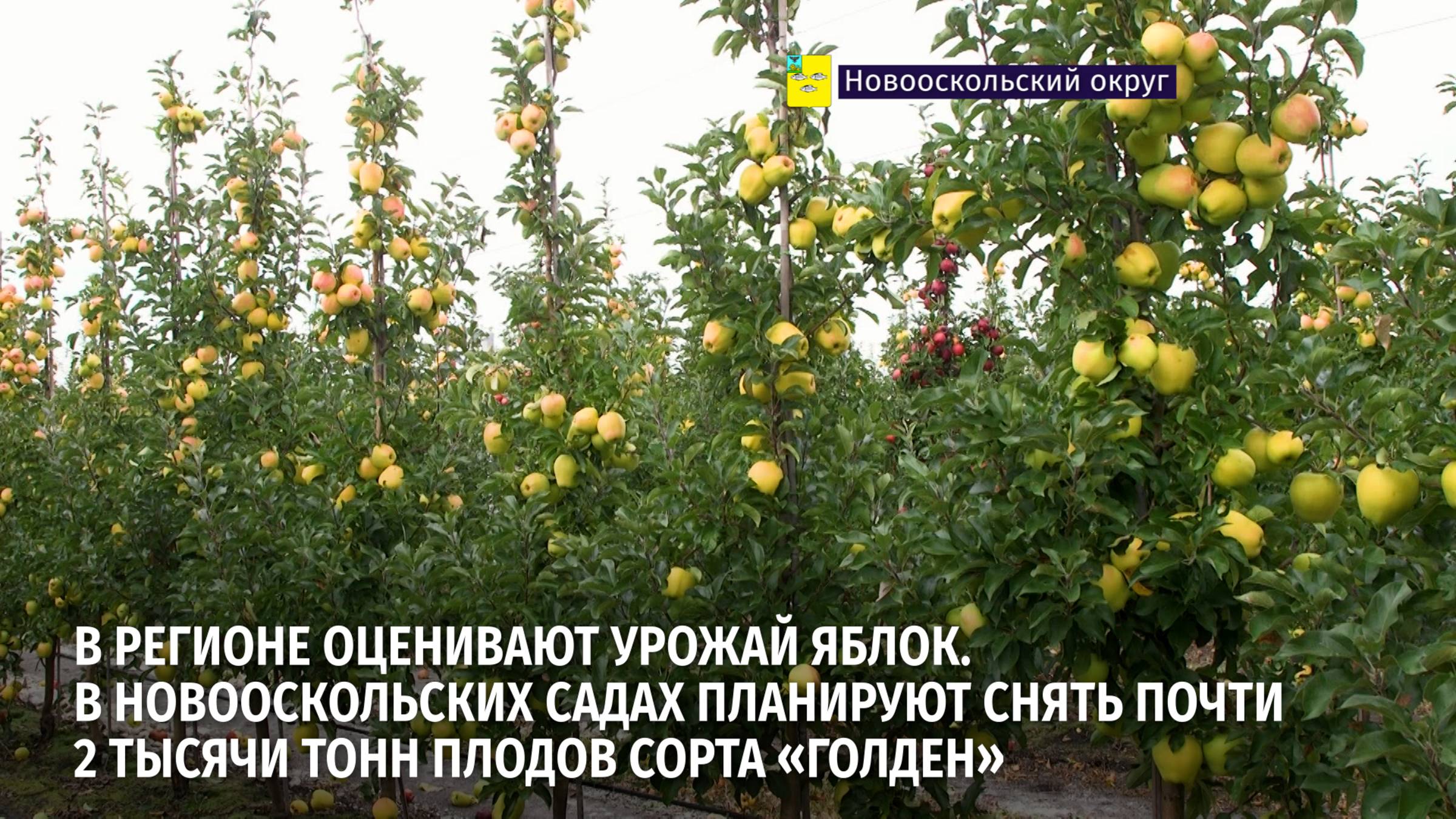 В новооскольских садах планируют снять почти 2 тысячи тонн плодов сорта «Голден»