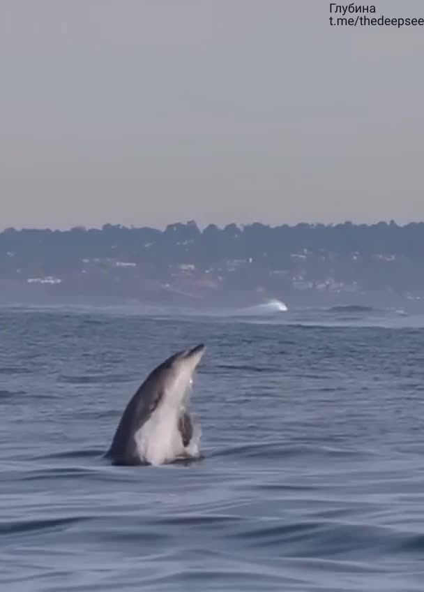 Касатки иногда ведут борьбу с дельфинами. 🐋