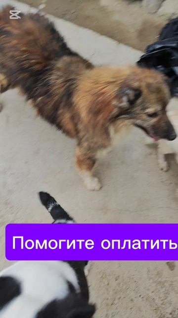 Помогите погасить долг в клинику