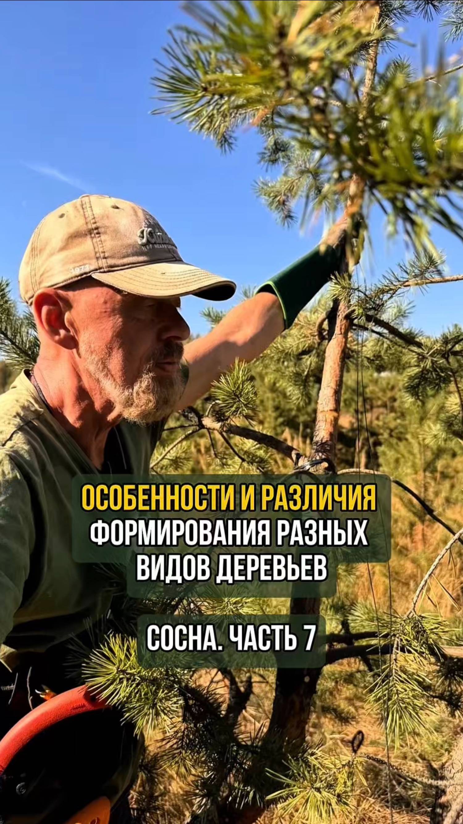 Особенности и различия формирования разных видов деревьев. Сосна. Часть 7