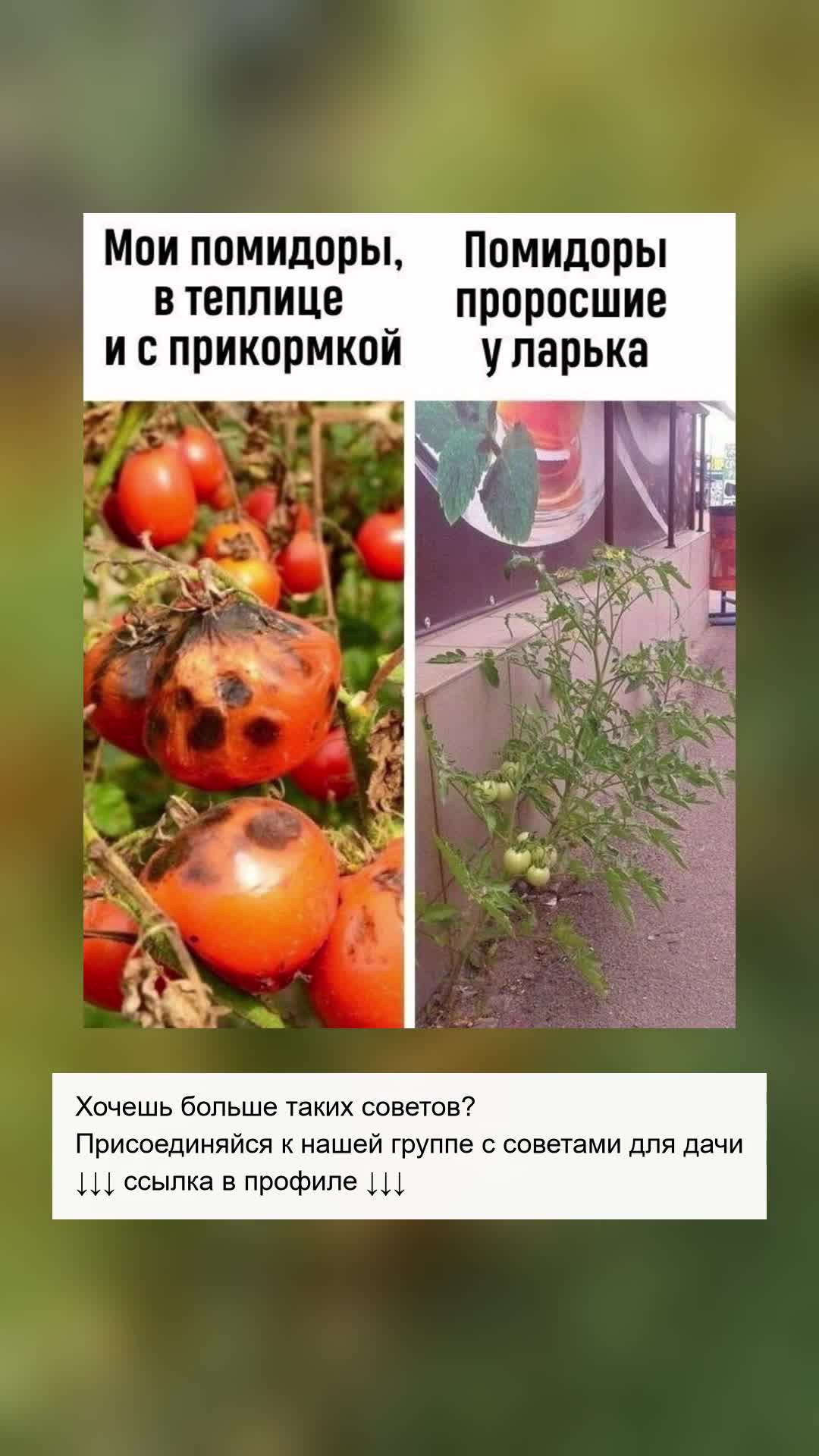 Лучшие советы для богатого урожая