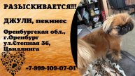 Пропала собака! ДЖУЛИ, пекинес. Оренбургская обл., г.Оренбург.