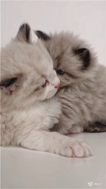 котенок