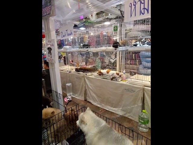 Выставка-продажа животных в Маркет Вилладж