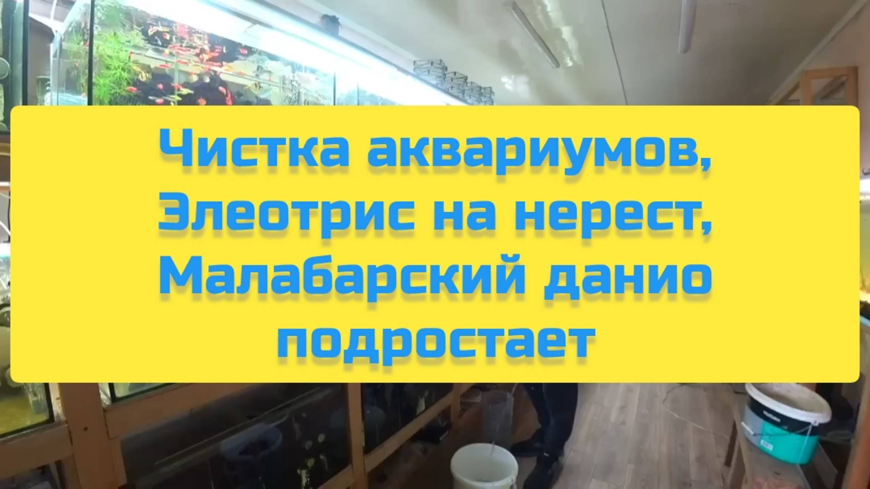 ЧИСТКА АКВАРИУМОВ, ЭЛЕОТРИС НА НЕРЕСТ, МАЛАБАРСКИЙ ДАНИО ПОДРОСТКИ