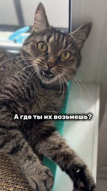 Переходим на мышей 