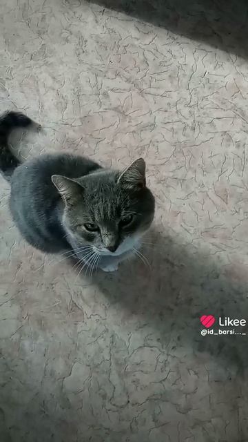 Like_7559267941126441606.mp4