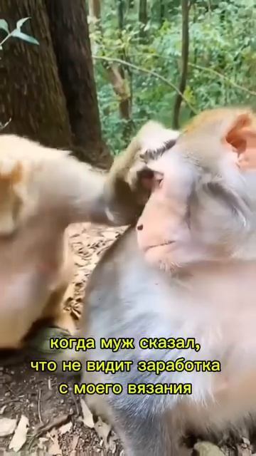 Вязальный юмор 