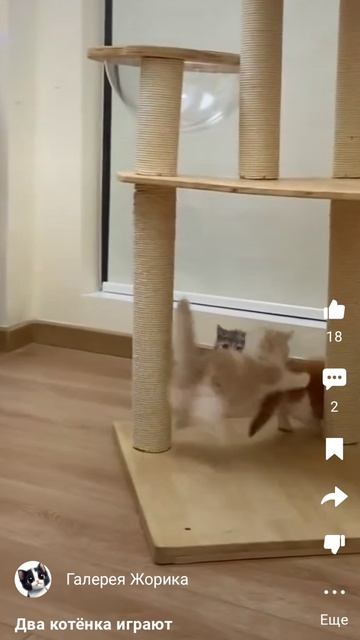 Два котика играют
