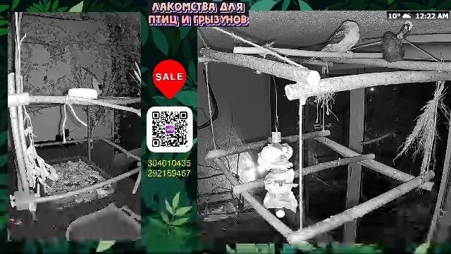 Волнистые попугаи 🦜🦜🦜 | авиарий на балконе📍