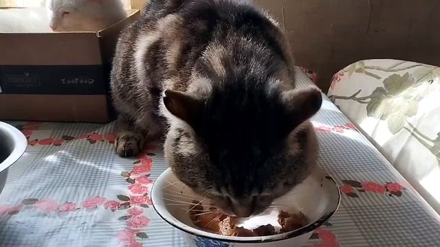 Васька ест! Это пожалуй одна из самых лучших новостей, по состоянию здоровья наших хвостиков, за пос