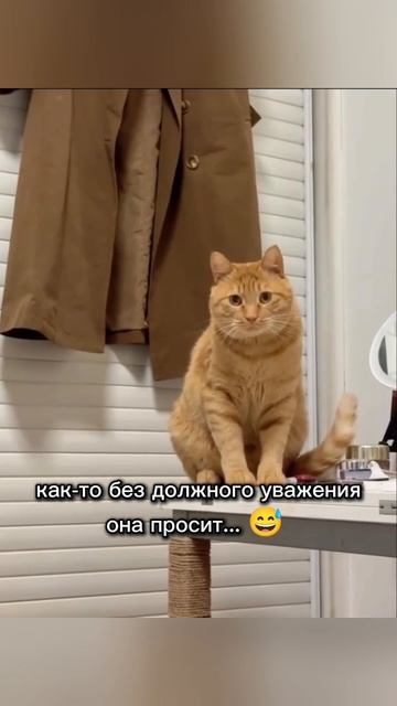 Смешные животные!