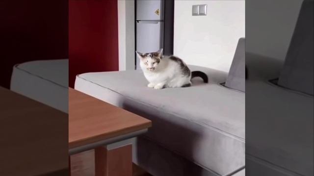 Когда купили диван антикоготь🥲