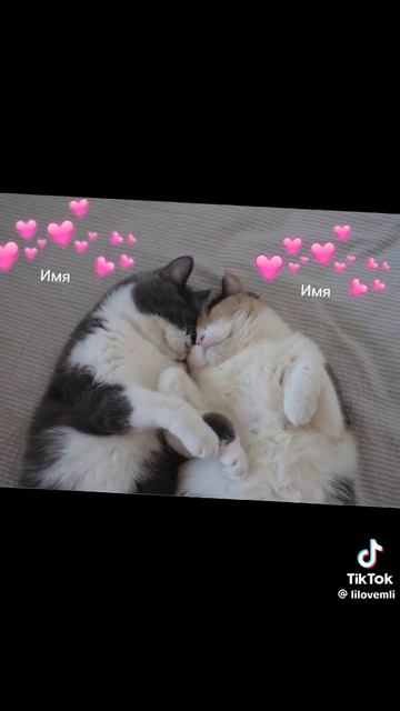 Ребят кто знает кошку ксюху из тик-ток она умерла 😫 её 14-15 лет 16.02.2021 в описании буд инф