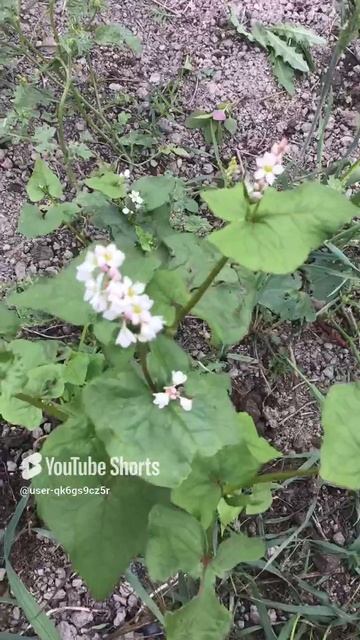 Ленобласть. Хвойное. 02.07.2024. Дача. Растение- гречиха посевная, хлебное и медоносное растение.