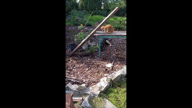 Собака. Кот. Том и Коты