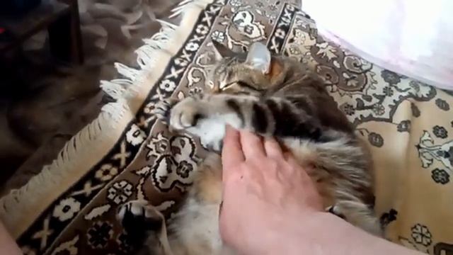 Пуза-кукуруза